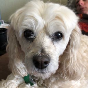 Meet your Posher, Shelly